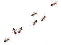 geursporen van mieren